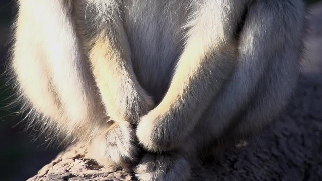 apes in slow motion. shot on red epic