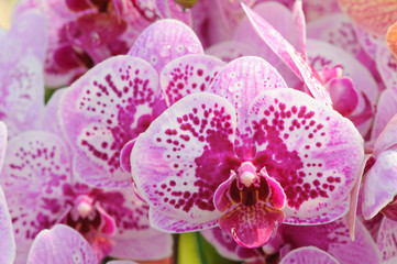 Beautiful Orchid Flower in the orchid garden, ChiangmaiThailand