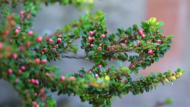 Cotoneaster Bonsai Three in Nature