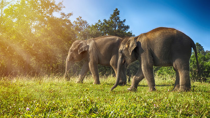 Fototapeta premium Young elephant walking on the hill with morning light in northern Thailand