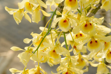 Fototapeta premium Beautiful Orchid Flower in the orchid garden, ChiangmaiThailand