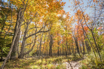 Dolly sods sunny colorful red forest during autumn in West Virginia