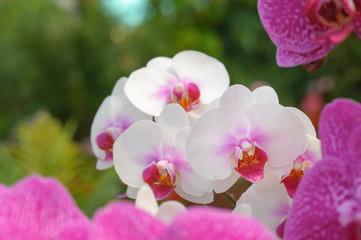 Naklejka na ściany i meble Beautiful Orchid Flower in the orchid garden, ChiangmaiThailand