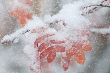 Branch of rose Bush with red leaves and first snow.