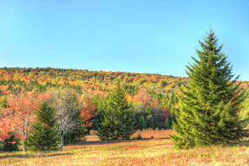 Naklejka premium Dolly sods meadow and trail path during autumn in West Virginia