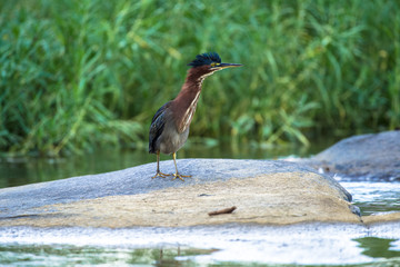 Green Heron