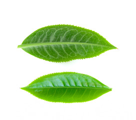 green tea leaf on white background