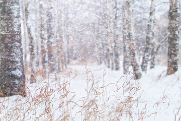 Winter landscape with birches and flying flakes of snow.