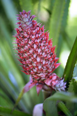 Plant of pineapple with fruit