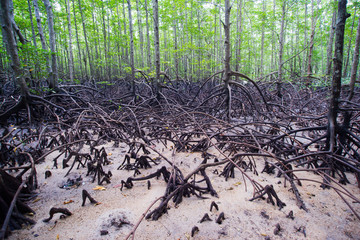 Tropical mangrove forest at coast.