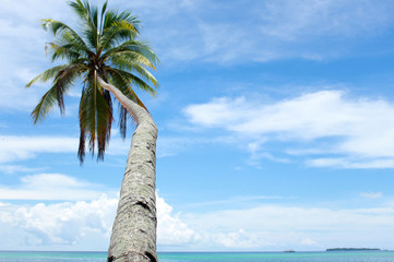 waving palm on the beach