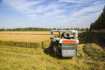 Fototapeta premium Autumn harvest of ripe rice