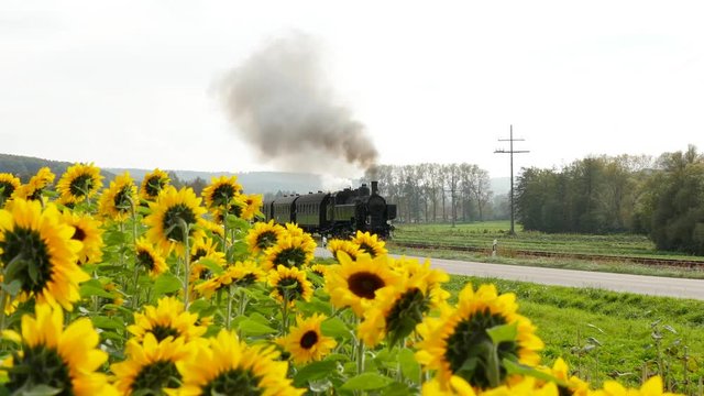 nostalgic steam engine train locomotive crossing in front of sun flower field.