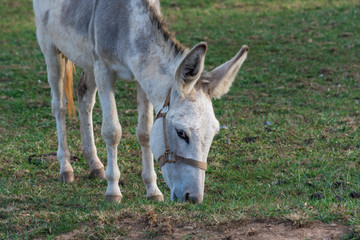 Naklejka na ściany i meble A Donkey grazing in a pasture. Up close. Farm animal. 