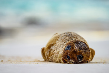 Galapagos Baby Sea Lion