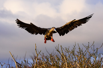 Red-footed Booby Landing