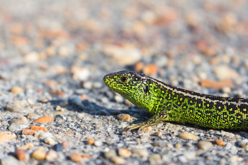 Sand Lizard Profile