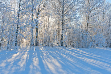 Forest in hoarfrost sunset with sun through branches.