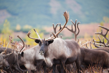 Close up caribou herd in autumn, fall . Kamchatka Russia