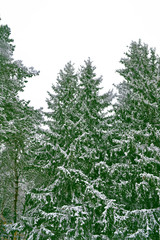 forest in the frost. Winter landscape. Snow covered trees.