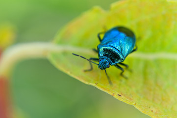 Zicrona caerulea small bug on leaf.