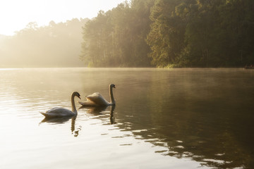 The white swans swim in the lake with the morning mist scene