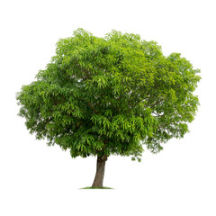 Isolated mango tree on white background