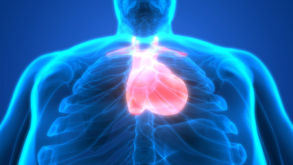 Fototapeta na wymiar Human Body Organs (Heart Anatomy)