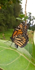 Monarch Butterfly Lays Eggs on a Milkweed Leaf