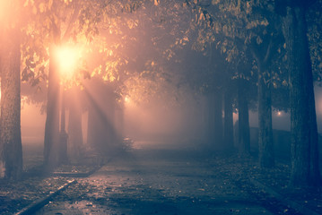 Path in a park during a foggy night