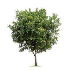 Fototapeta premium Isolated tree on white background