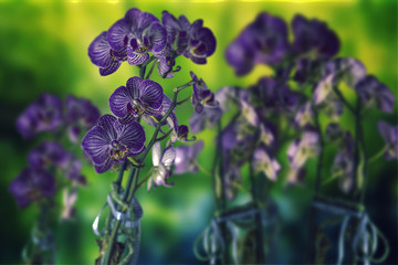 Orchideen Komposition