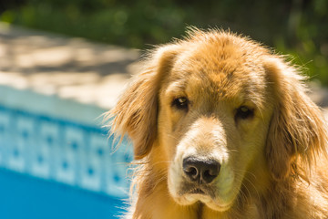 Obraz premium mirada, ojos, golden retriever