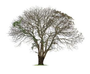 Isolated tree with no leaves , dead tree on white background