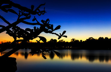 silhouette of tree and skylight, long exposure photograph. over light