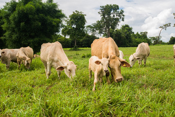 Cows grazing on a green field.