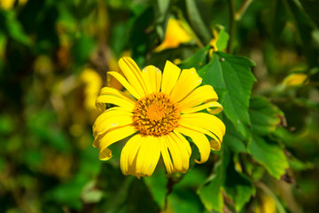 yellow flowers on the mountain
