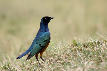 Bright blue bird standing on dry grass, looking to the right