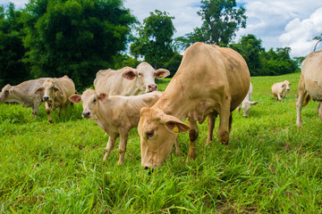 Obraz premium Cows grazing on a green field.