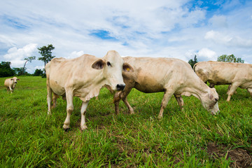 Cows grazing on a green field.