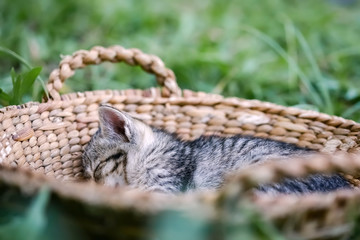 Fototapeta na wymiar Kitten sleeping in basket on grass