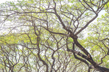 Big tree branch and green leaf in forest or public park.