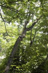 fresh green tree natural rainforest jungle theme