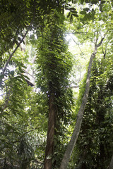 fresh green tree natural rainforest jungle theme