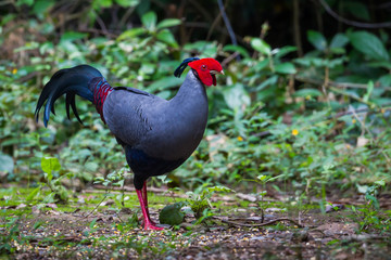 Close up of  male Siamese fireback ( Lophura diardi) 