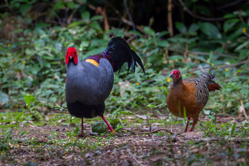 Close up of  Siamese fireback ( Lophura diardi) 