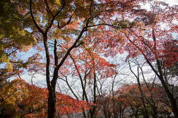 紅葉