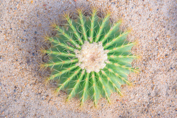 Top view of cactus in sand or desert.