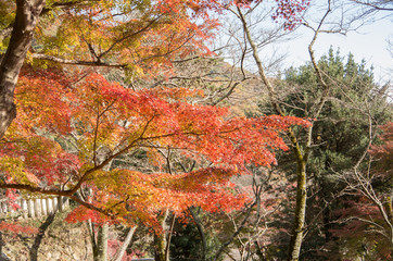 紅葉
