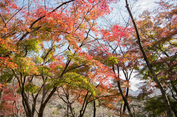 紅葉